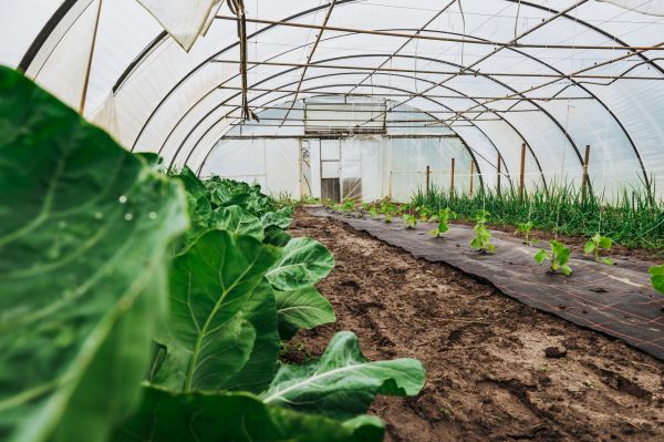 Greenhouse Demolition in Port Orchard
